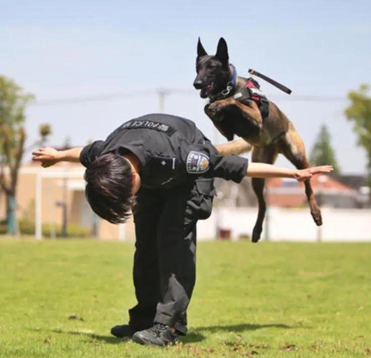 最新的警犬，守护安全与和平的新力量