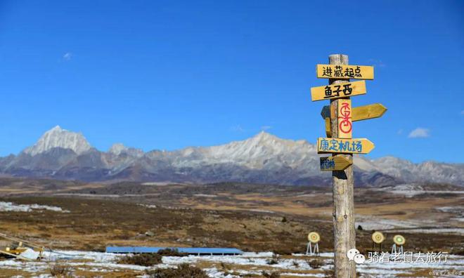 鱼子西最新动态，探索与发现的旅程