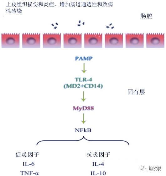 最新的疫病，全球的挑战与应对策略