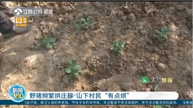 邱江宁最新动态，探索无限可能的旅程