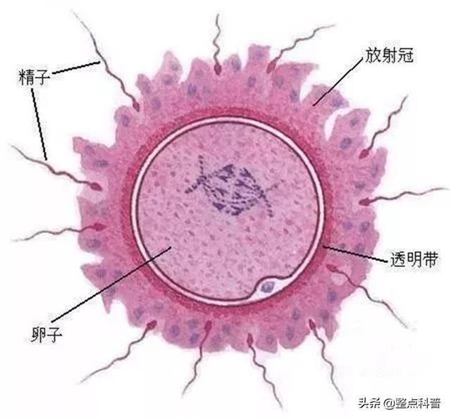 精子屋最新研究进展及其对人类健康的影响