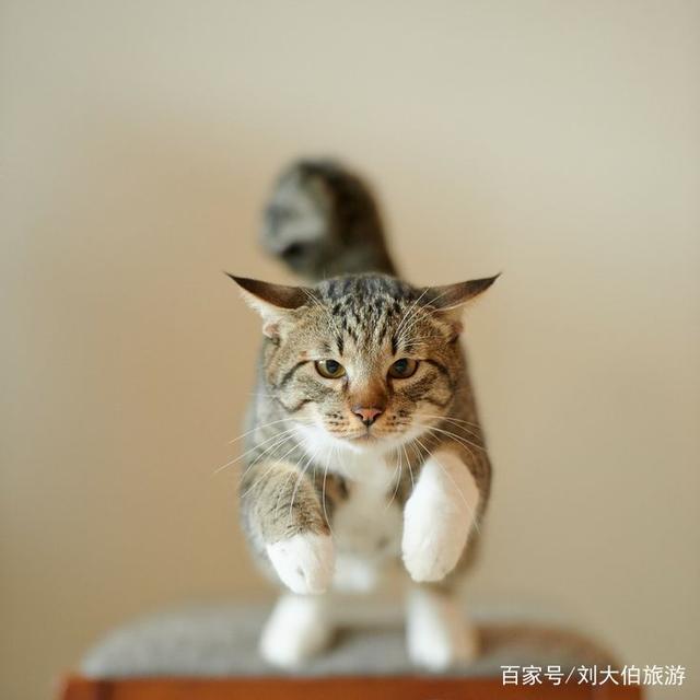 猫喵最新动态，探索猫咪世界的无限魅力